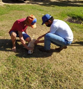 Saúde inicia a Campanha de Vacinação Antirrábica em fazendas, sítios e chácaras da zona rural do município de Água Clara