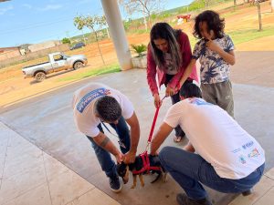 Em DIA D prefeitura imuniza 816 animais com vacina ANTIRRÁBICA
